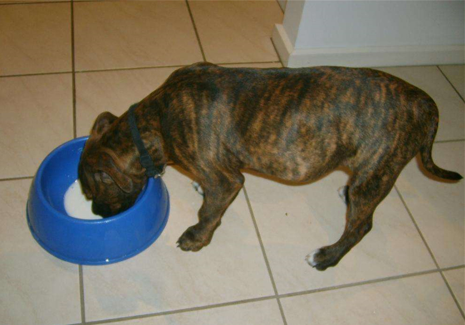 山羊奶真的假的,权威讲解山羊奶和绵羊奶区别