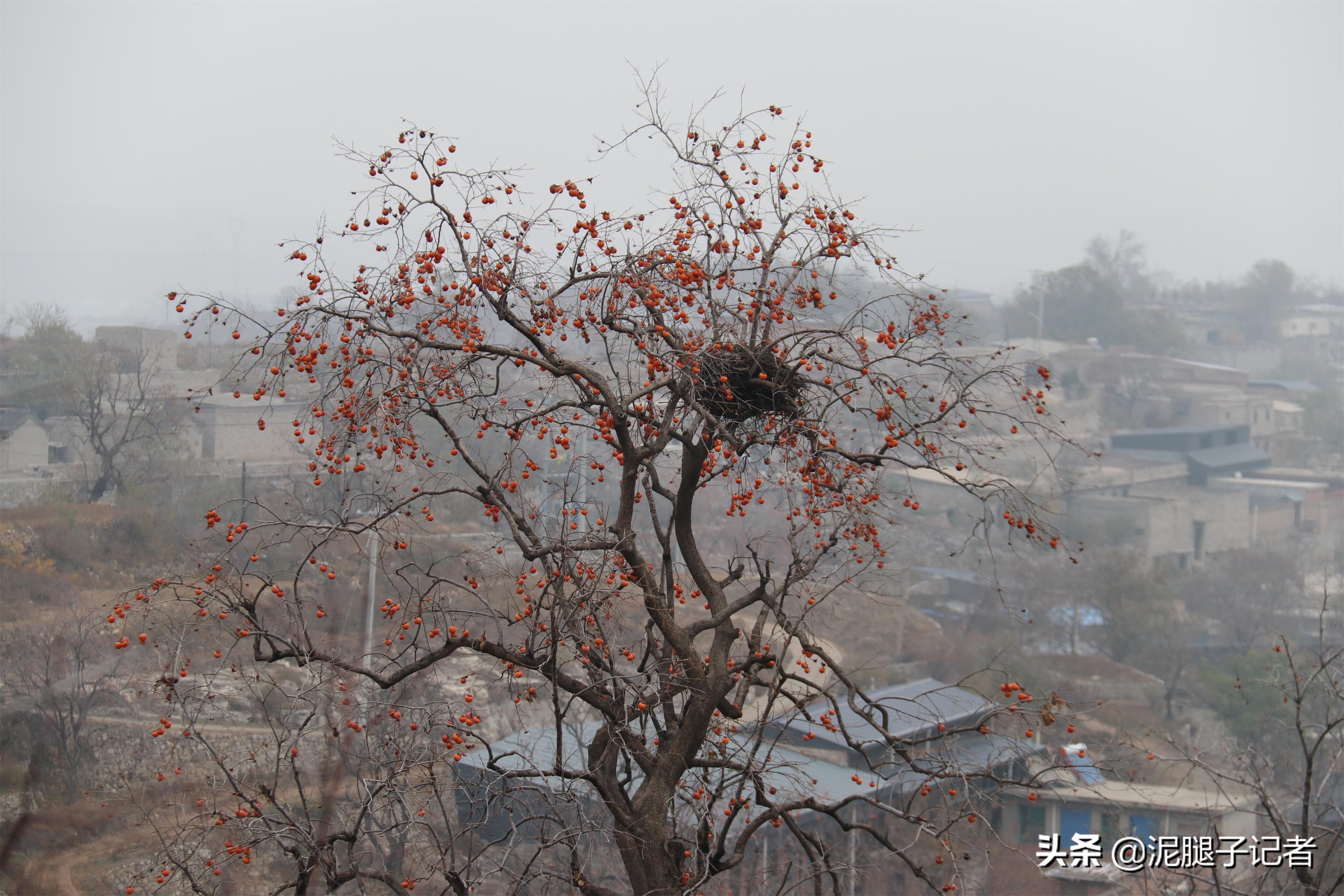 深山老屋无人采摘柿子,柿子红透了却无人采摘