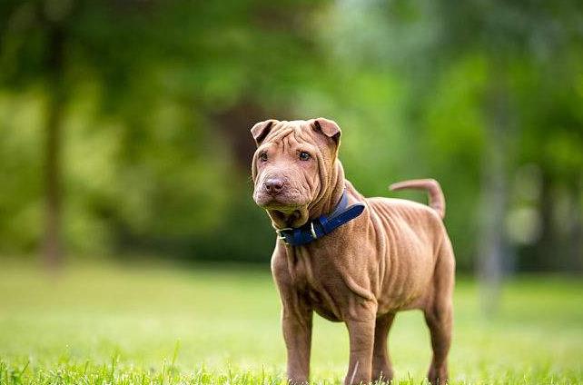 这5种狗一点也不好养,这5种狗体味轻