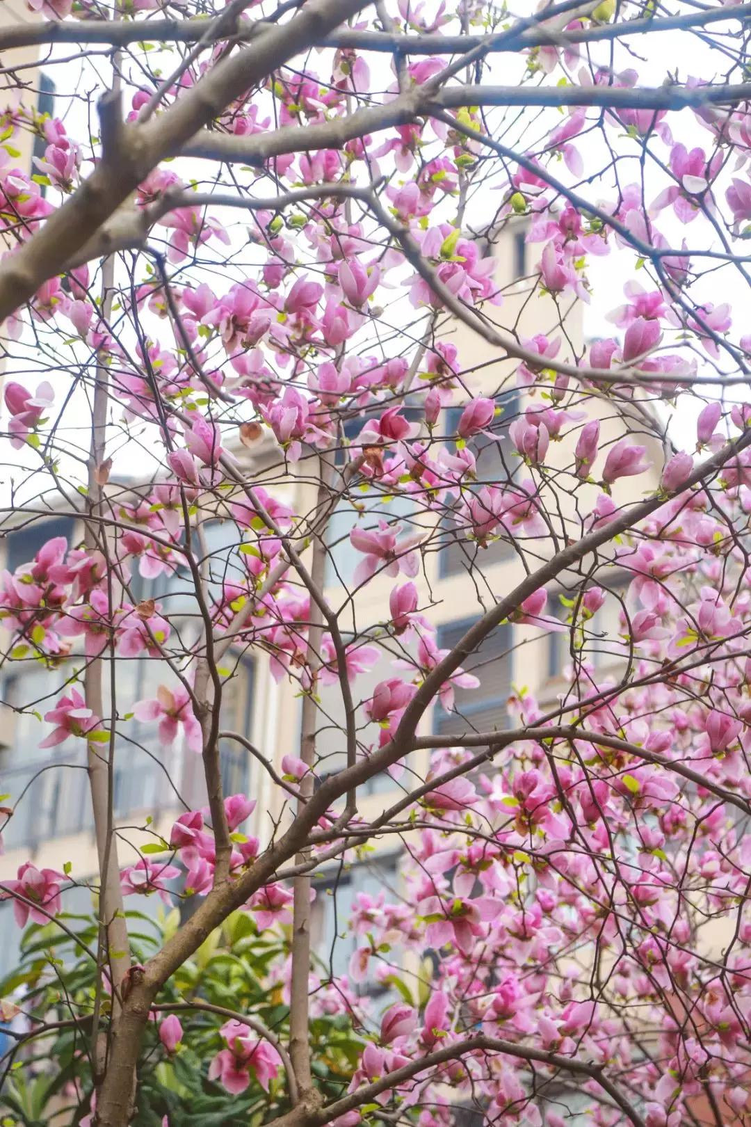 江宁区麒麟门,麒麟门送礼