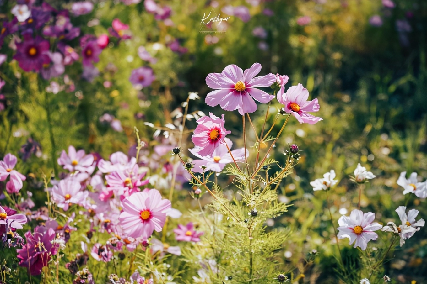 大美*疆新**，一个快递不包邮的地方，藏着不一样的异域风情