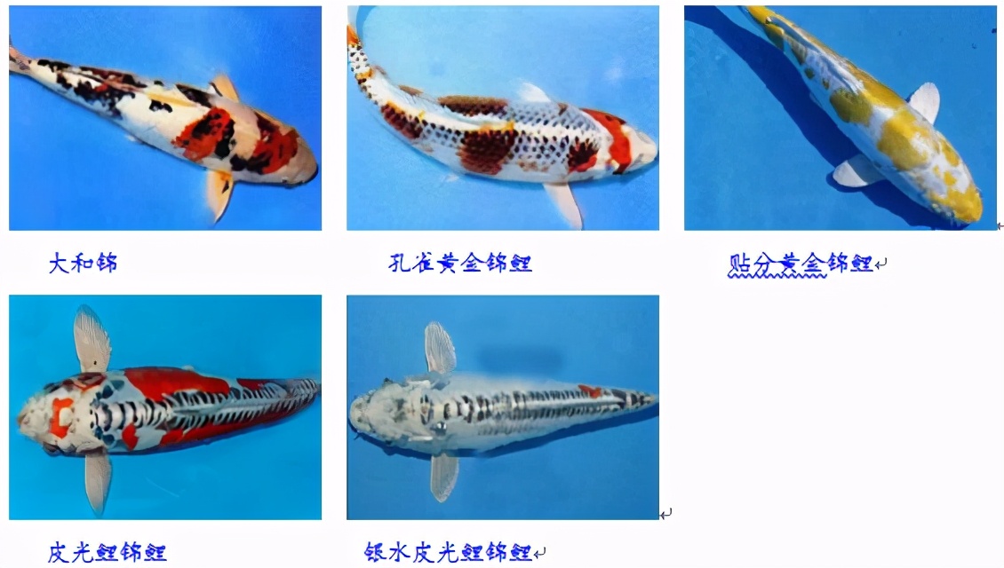 锦鲤鱼怎么养放盐吗,锦鲤用盐浓度