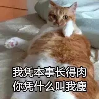 绝育后的猫为什么会变胖？怎么给猫咪减肥？