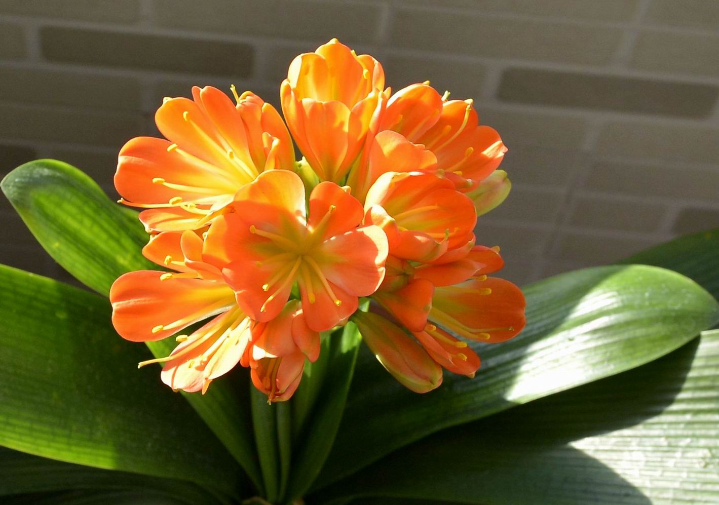 当年东北炒作君子兰,80年代炒作君子兰