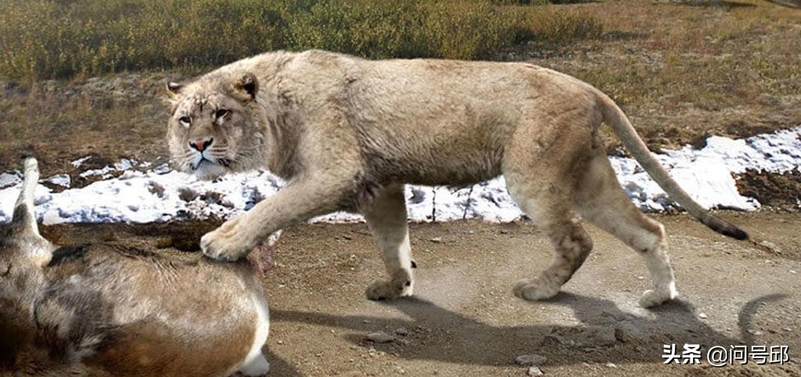 如果没有人类地球和动物会怎样,如果没有人类地球会失去平衡吗