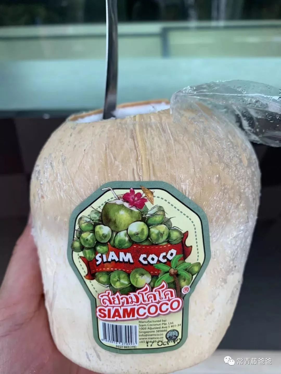 十一新加坡,十一游学新加坡