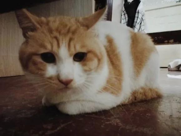 猫咪脾气不好怎么教,猫咪脾气很差怎么办