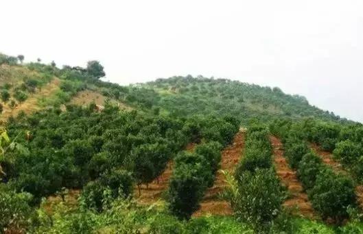 沙糖桔种植成本及利润,柑橘价格低迷的商机