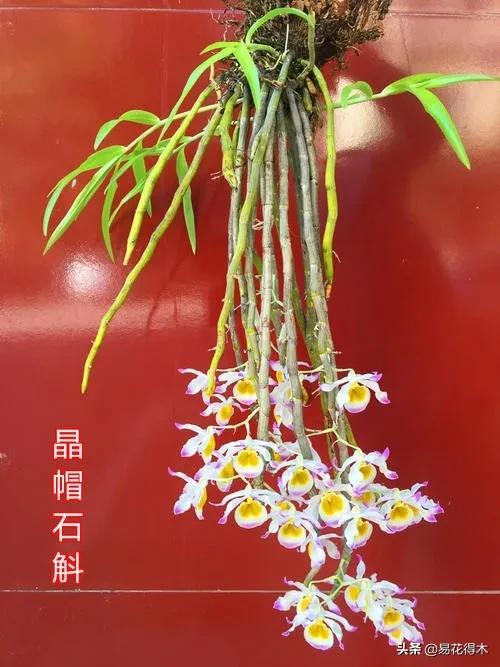 条状石斛和钉状石斛的区别,翅梗石斛与黑毛石斛的区别