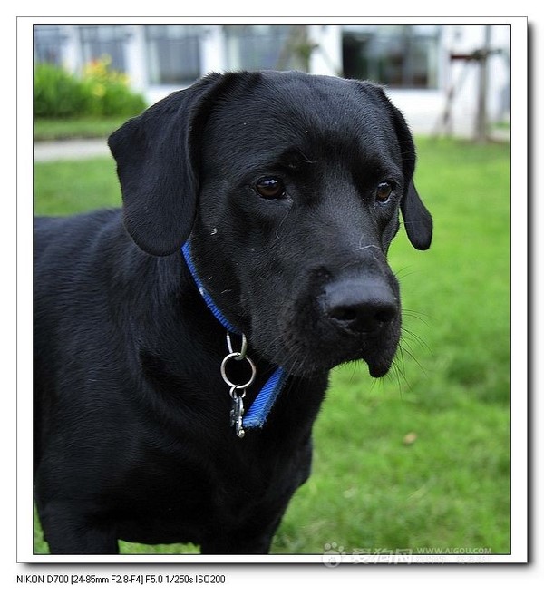 这几种高颜值狗狗你认识哪些,盘点最靠谱的狗狗看看你知道几种