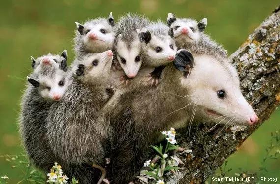 两个眼睛都是斗鸡眼是不是聪明,一对斗鸡