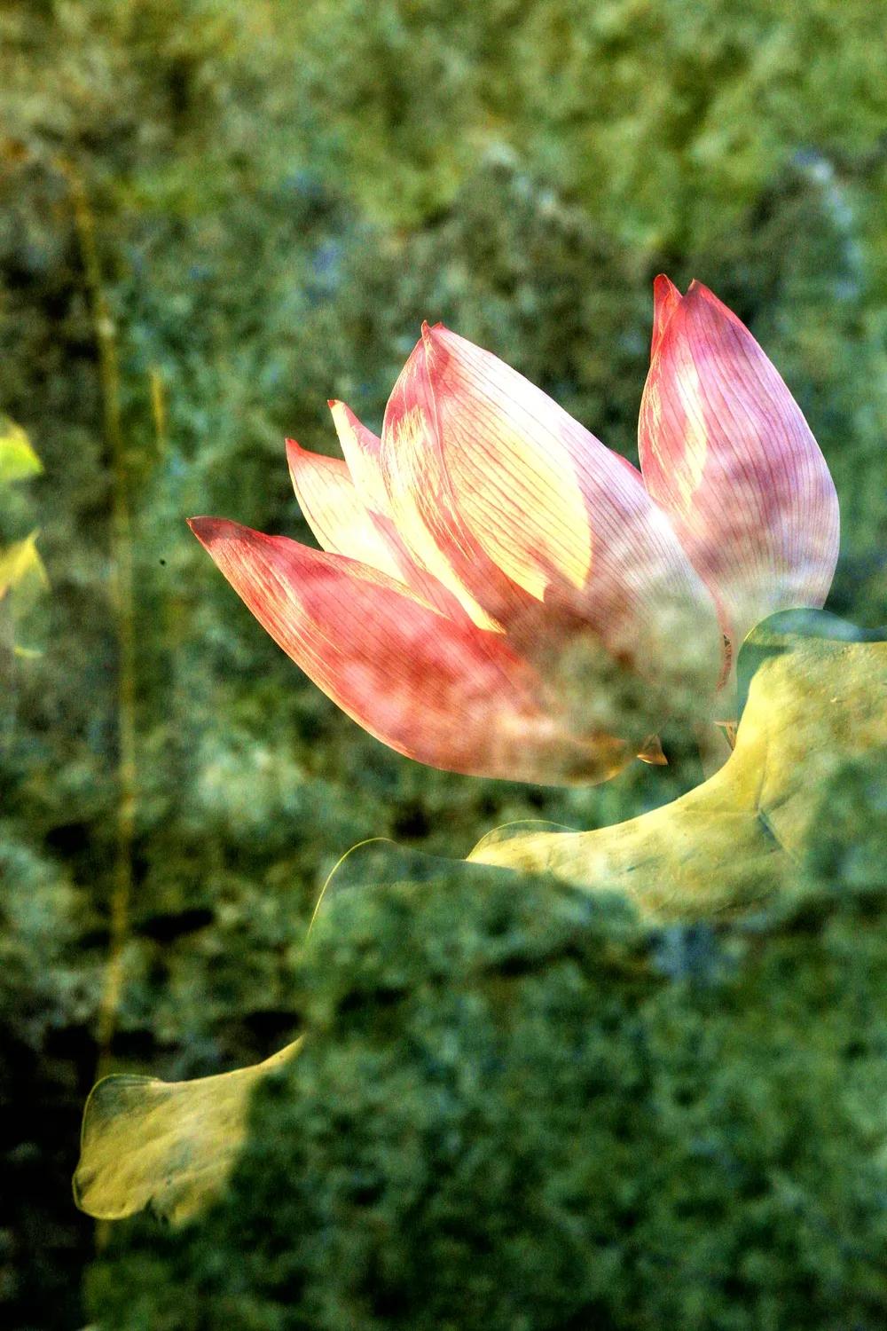 津门网金熙男：梦幻荷韵