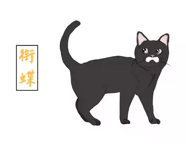 黄狸花猫咪名字,猫咪老师的花名有哪些