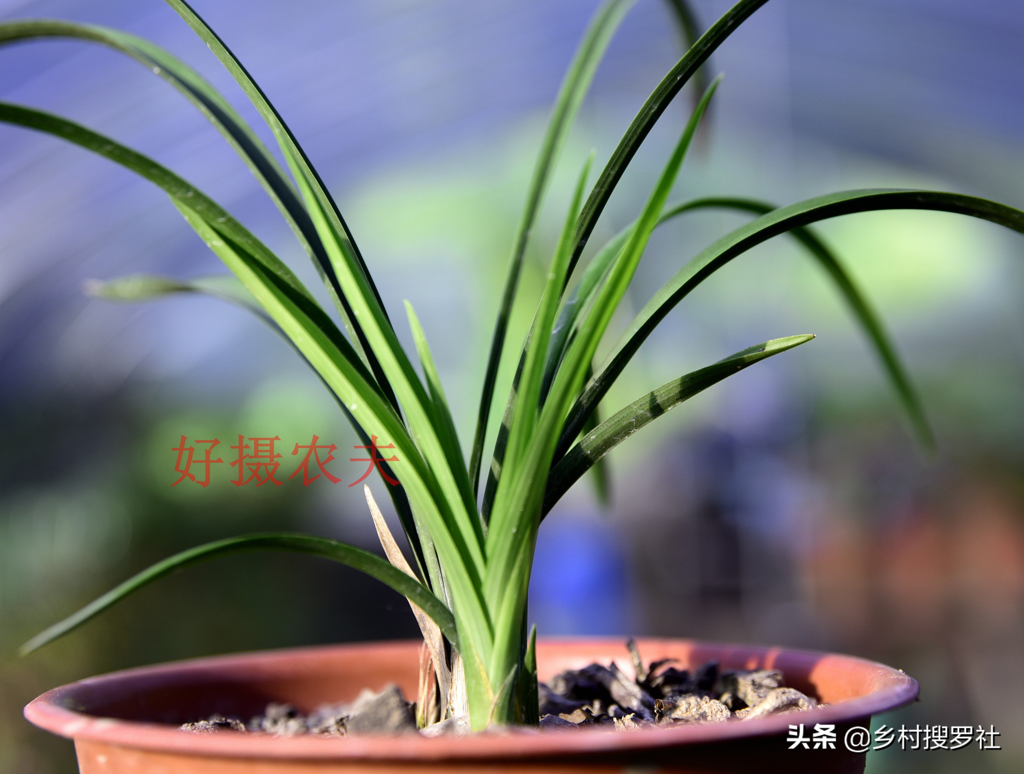 春兰开的都是素花怎么回事,春兰开素花好吗