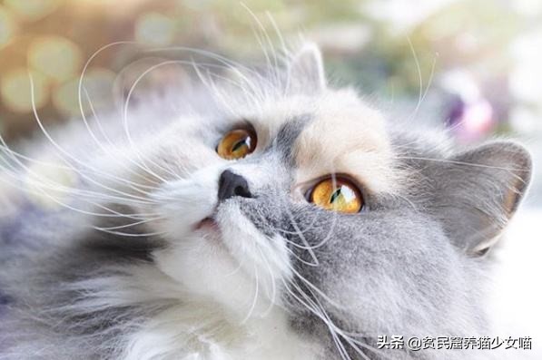 猫为什么会长那么长的胡须,为什么猫长胡须