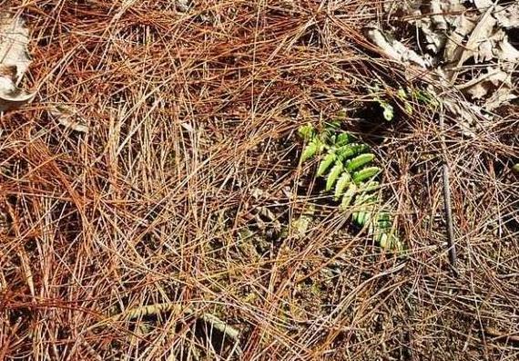 养花没有地方养该怎么办,养花没有阳光有最好的办法吗