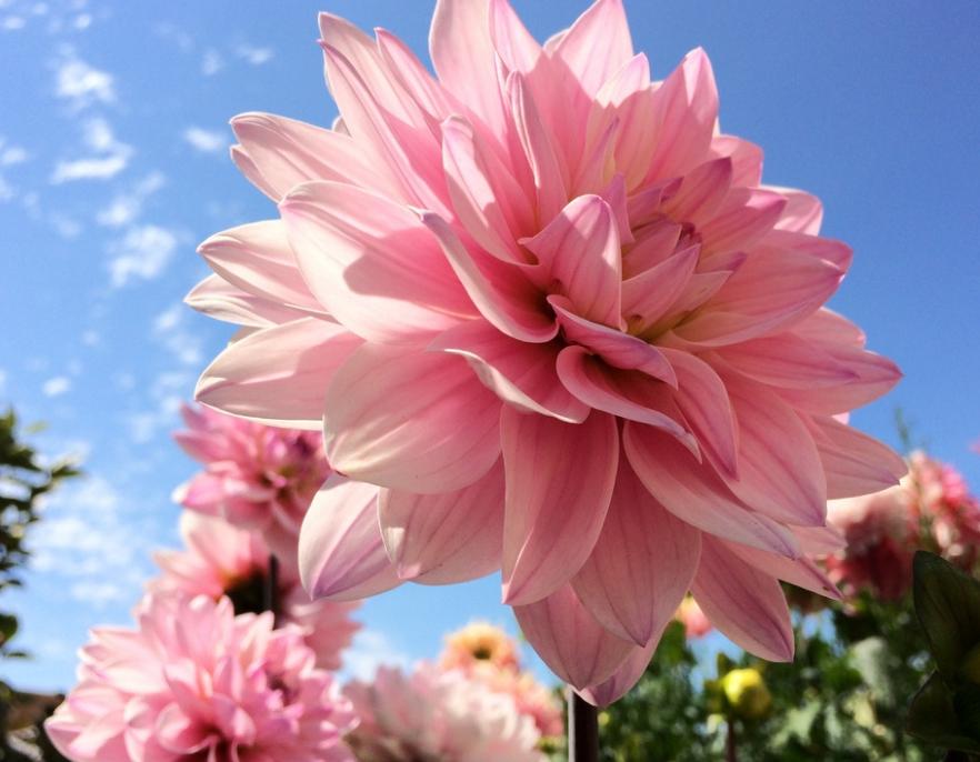 绣球花生长的最佳方法,绣球花卉一年四季养护