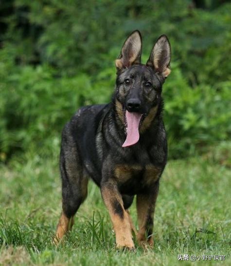 土狗狗和中华田园犬,土狗是中华田园犬吗可以养吗