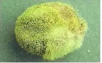 黑茶黄曲霉素的比例,黑茶中有黄曲霉毒素吗