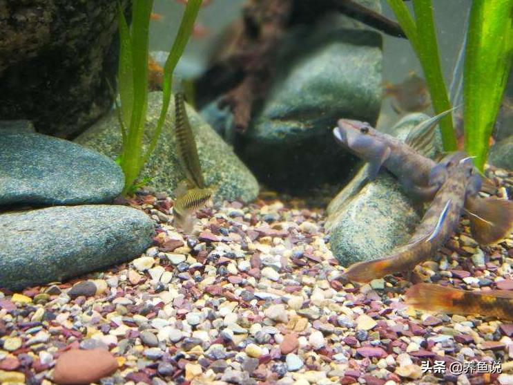 观赏鱼哪种最好养又好看,哪种观赏鱼好看又好养适合新手