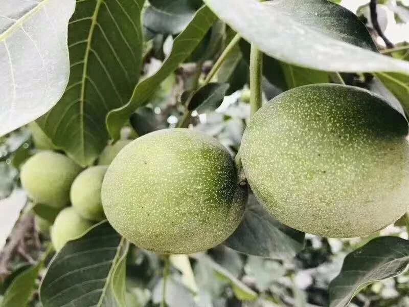 吃个核桃手指被划了,吃个核桃把手弄破了