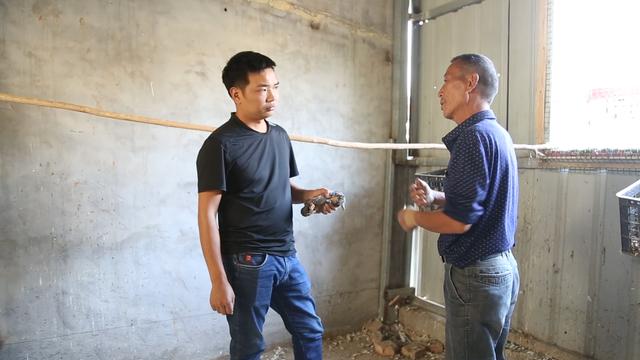 乳鸽喂什么可以提高成活率,乳鸽怎么提高成活率