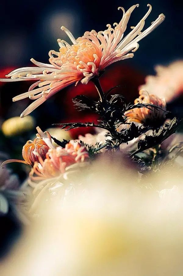 中国十大名花排行哪个是你的最爱,你知道中国十大名花是什么花吗