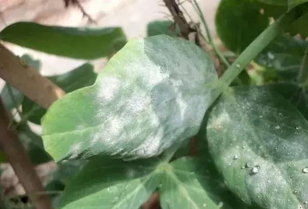 白芨病害及防治,白粉病用药防治