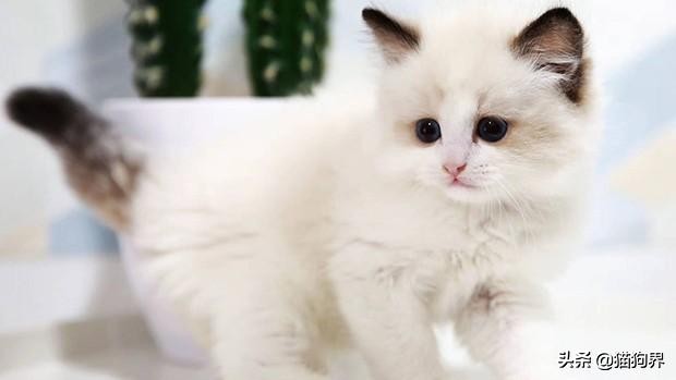 布偶猫打扮成小公主,布偶猫变成美少女