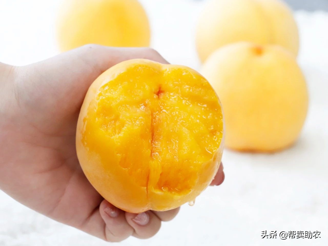 中国蜜桃,中国水蜜桃之乡阳山水蜜桃