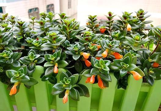 小金鱼花扦插可以把枝泡水生根吗,小金鱼水培扦插方法