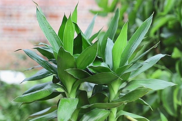 富贵竹子杆子黄了能救活吗,富贵竹杆子黄了什么原因