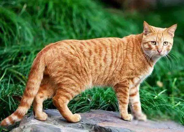 宠物猫真的比田园猫聪明吗,田园猫橘猫聪明还是狸花猫聪明