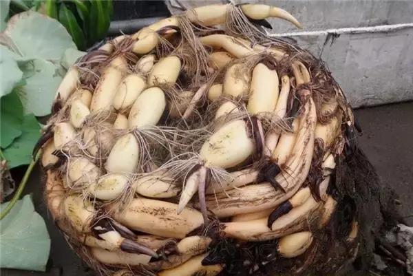 水缸种莲藕吃不完,旧水缸种莲藕的方法