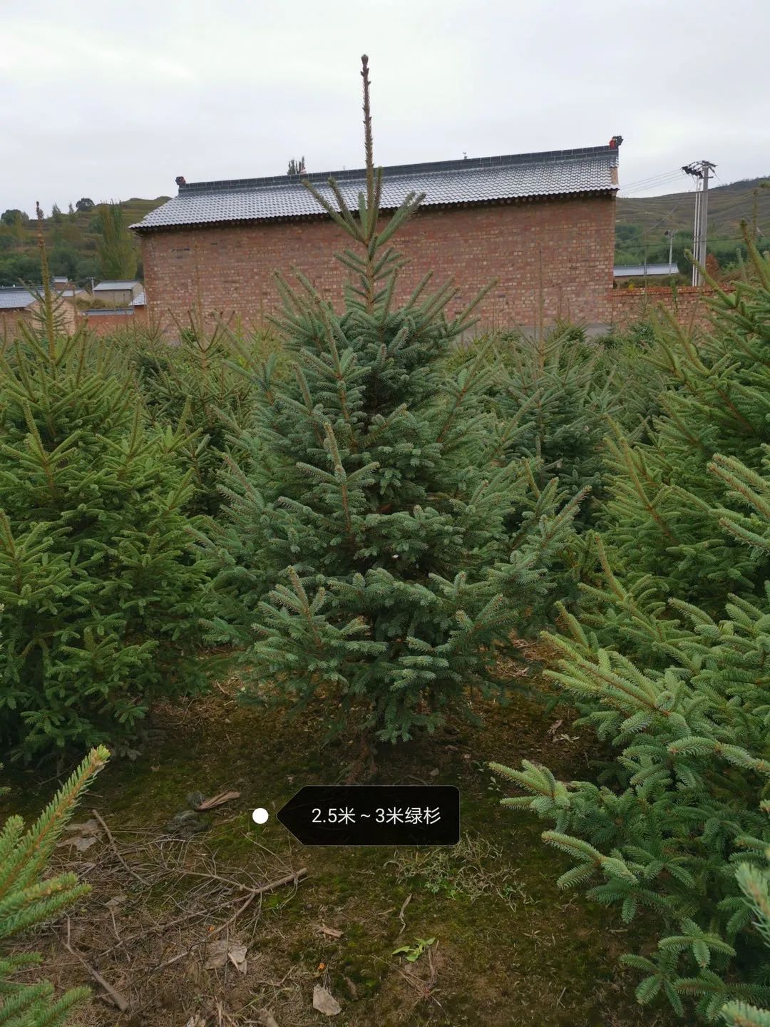 挪威云杉夏天怎么养,挪威云杉温和净肤