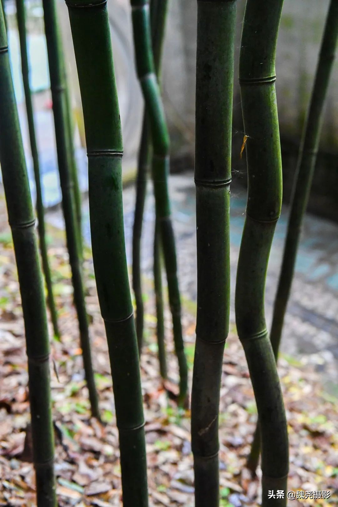 留坝秦岭之夜,留坝秦岭森林公园