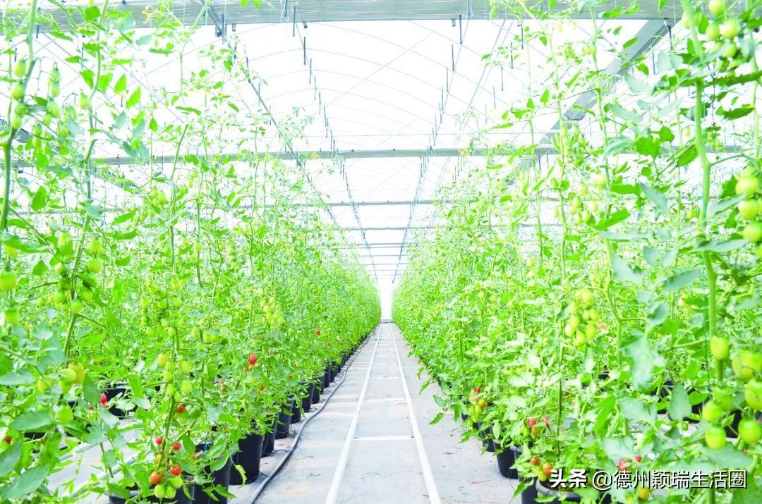 德州庆云县属于中西部城市吗,德州市庆云县发展