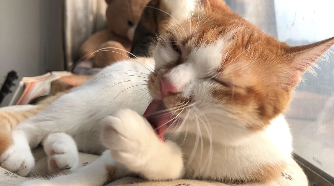 给猫咪买零食一般买什么好,猫咪吃8块钱一斤的猫粮