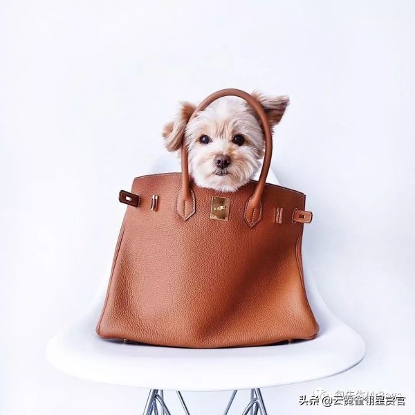 超好看的宠物包,好看又大的宠物包
