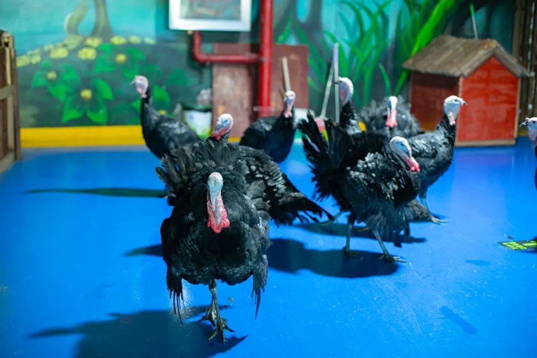 海花岛海洋乐园萌宠表演场,海花岛海洋乐园萌宠剧场