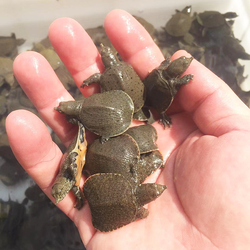 养甲鱼姚志刚,致富经姚志刚甲鱼