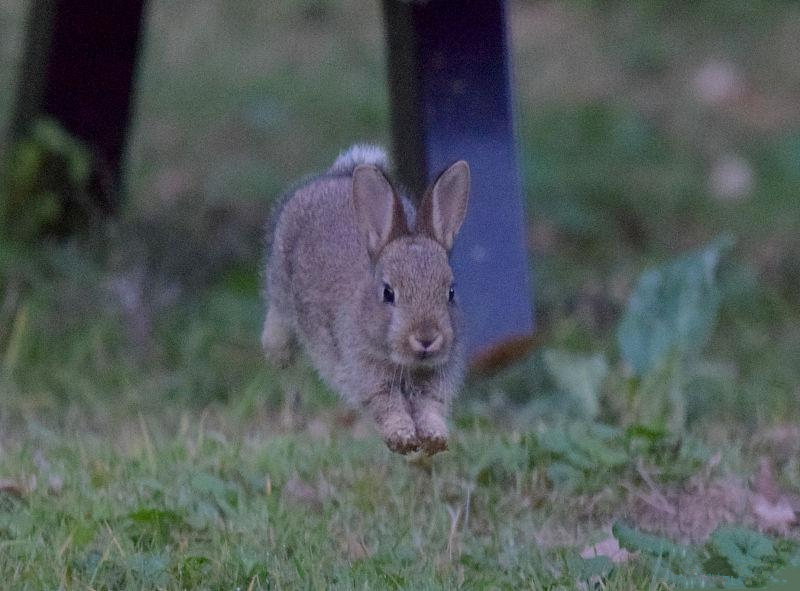 怎么养殖母兔才能让它温顺听话,肉兔养殖技术大全兔子发情