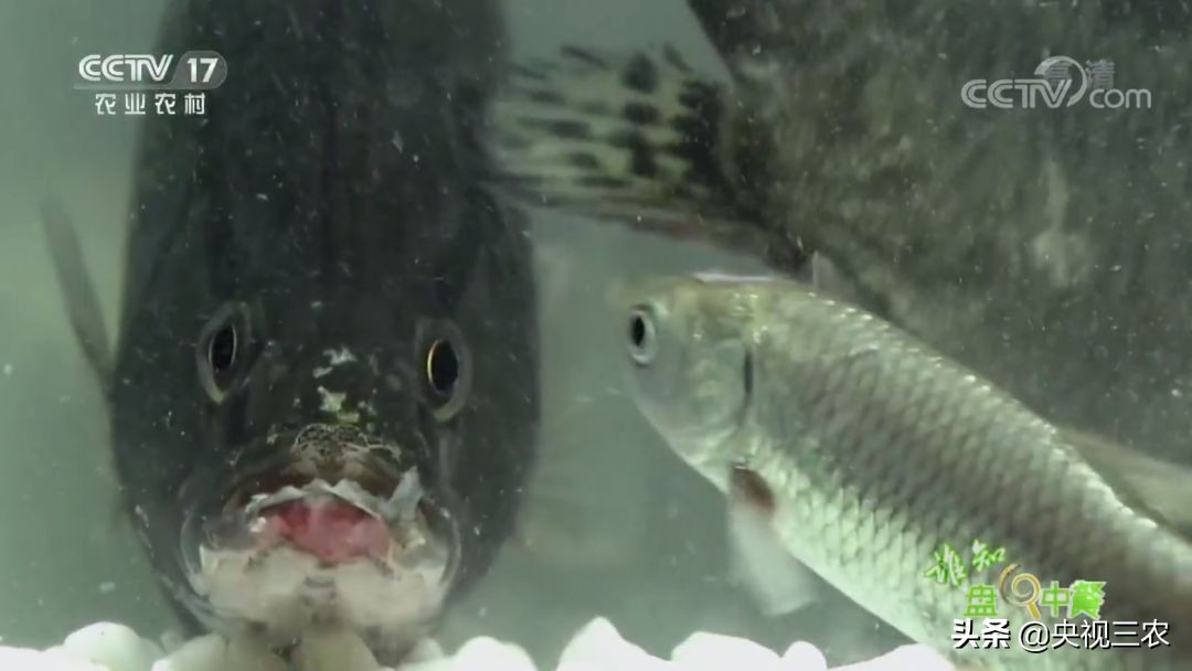 又臭又贵的臭鳜鱼,臭鳜鱼和桂鱼哪个贵呢