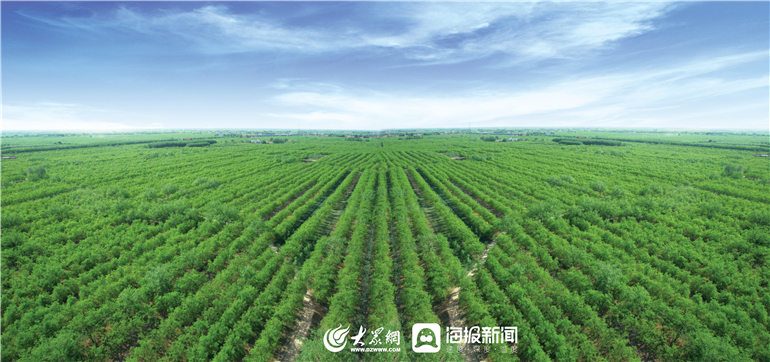 新枣山东特产乐陵金丝小枣1000g,乐陵正宗金丝小枣