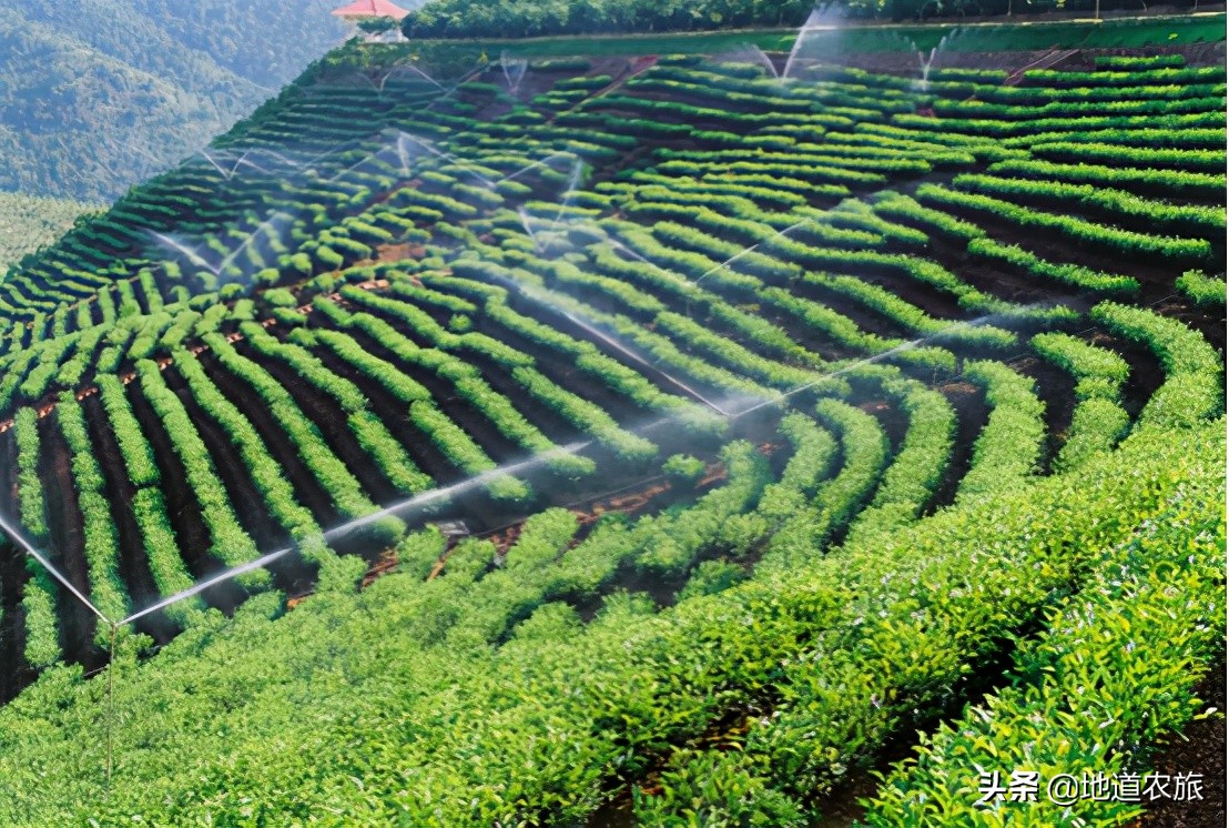 在乡村振兴中发挥雁阵效应,湖南鹊山模式培育乡村振兴领头雁