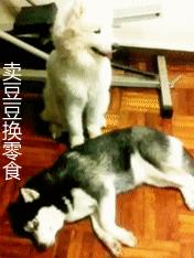 哈士奇和萨摩耶在一起的生活日常,哈士奇和萨摩耶融合起来的样子