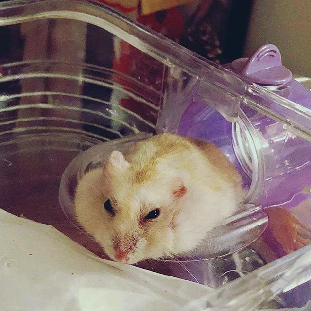 仓鼠得了肿瘤越来越瘦,怎么避免仓鼠得肿瘤的