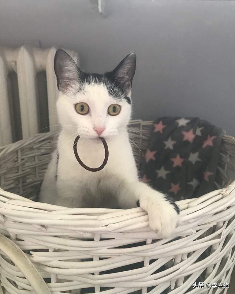 如何从猫咪呕吐物辨别是什么原因,猫咪出现呕吐了莫急试试这几招