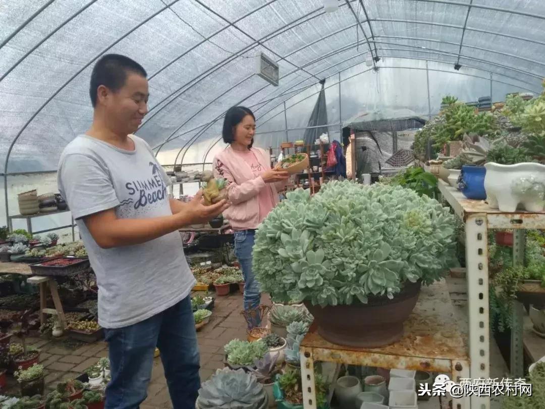 “老吴寻访西府奇人”：一片绿叶创大业