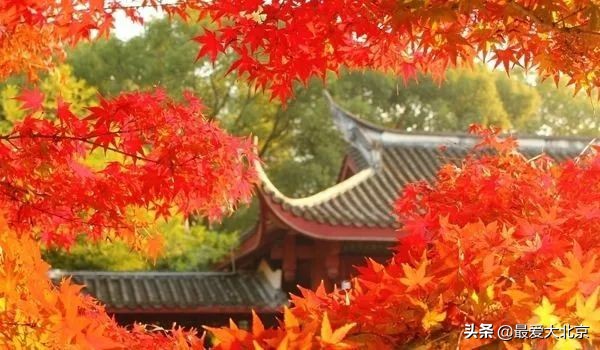 香山红叶几月去最好香山用预约吗,去北京香山看红叶别去爬山吗